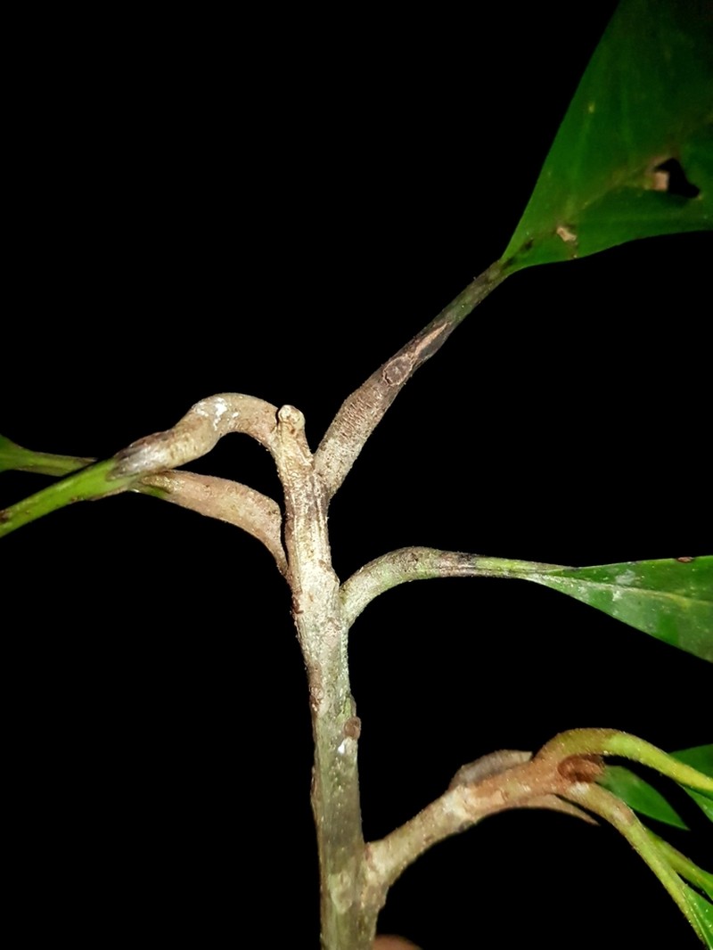 Pradosia golfodulcensis photo 4