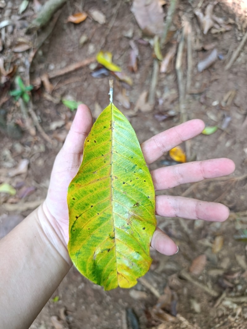 Pradosia golfodulcensis photo 6