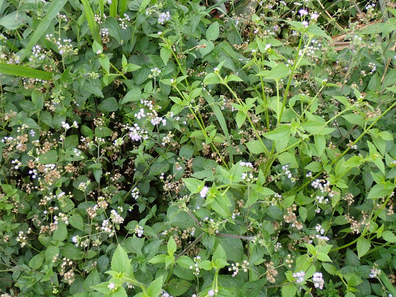 Praxelis photo 2