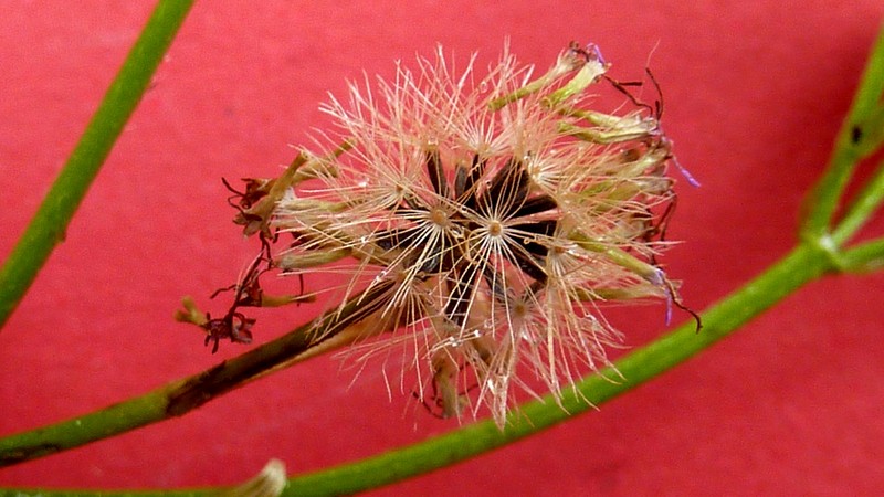 Praxelis photo 5