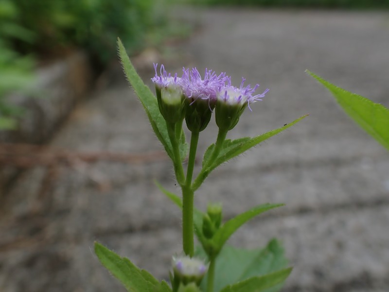 Praxelis photo 6