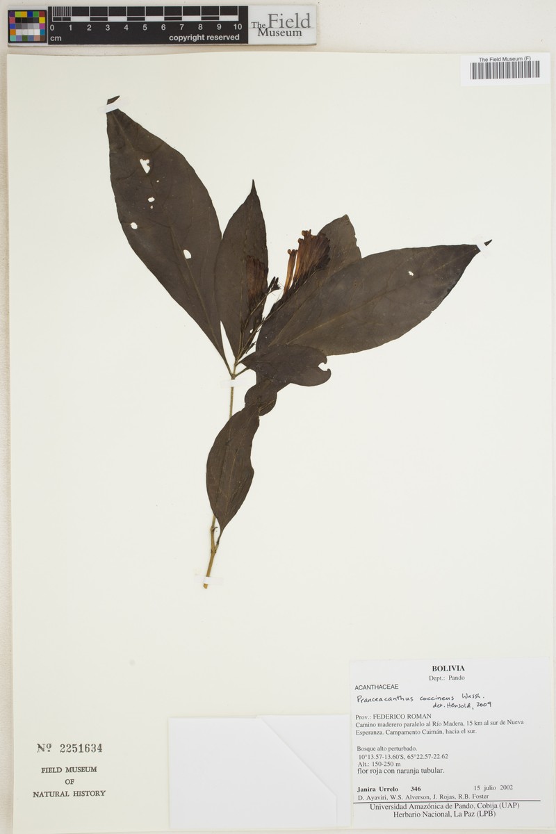 Pranceacanthus coccineus