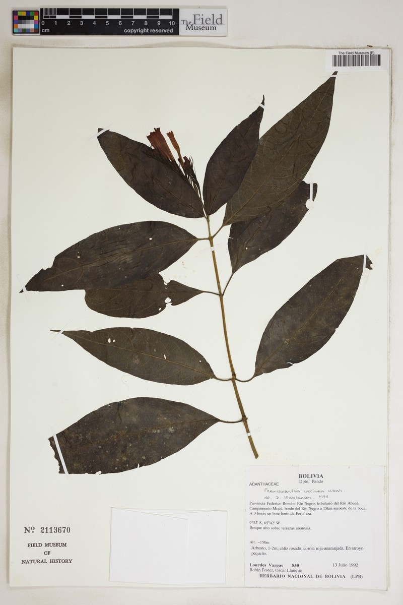 Pranceacanthus coccineus photo 2