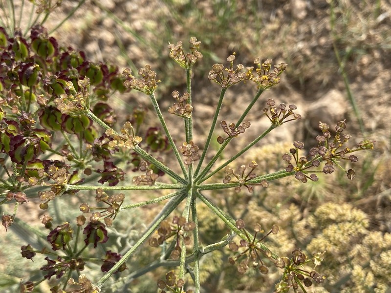Prangos acaulis