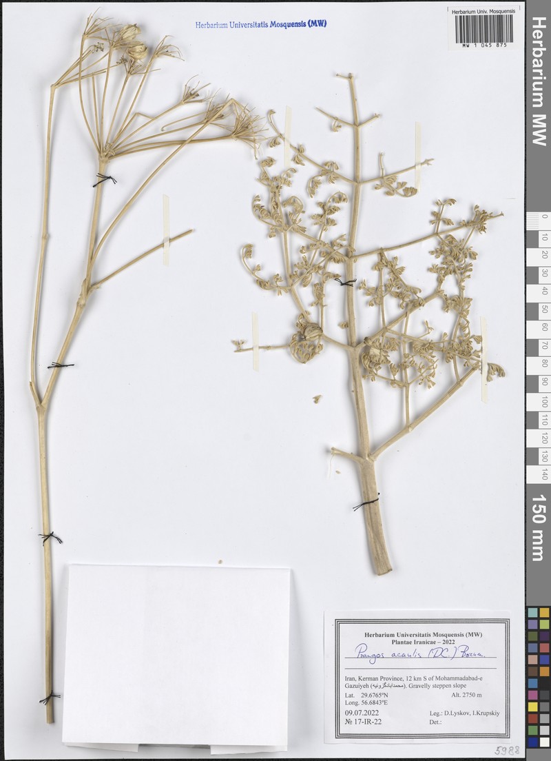 Prangos acaulis photo 2