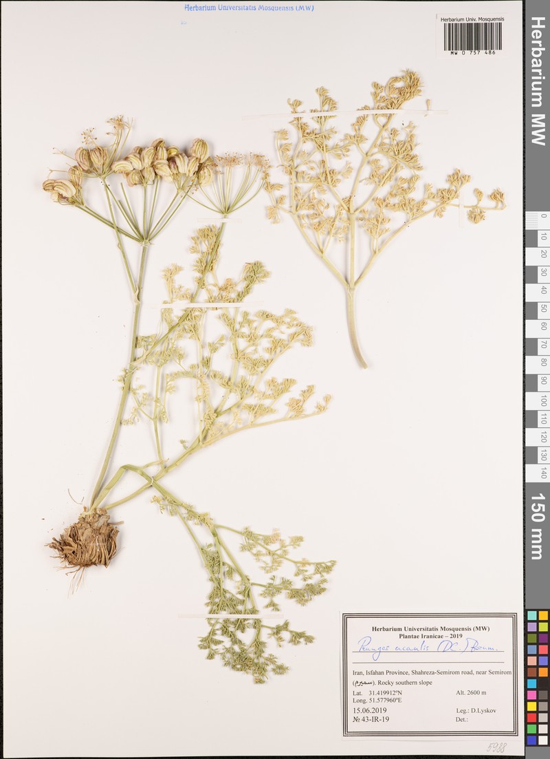 Prangos acaulis photo 3