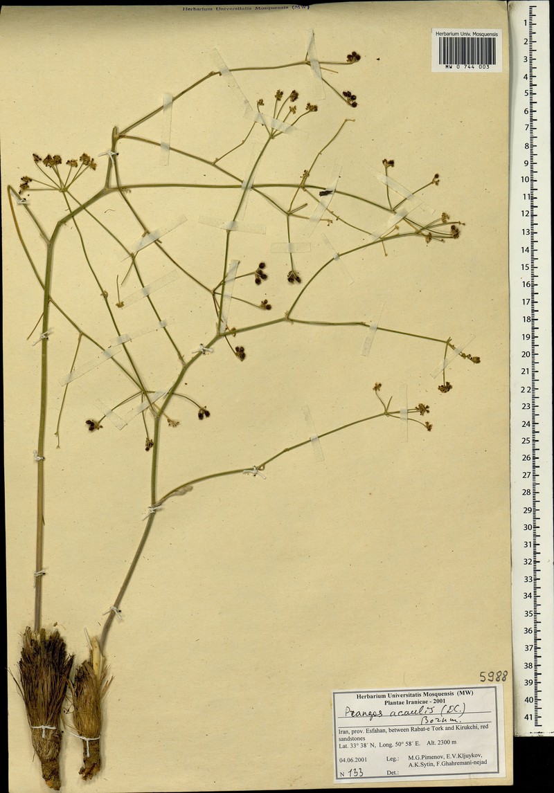 Prangos acaulis photo 4