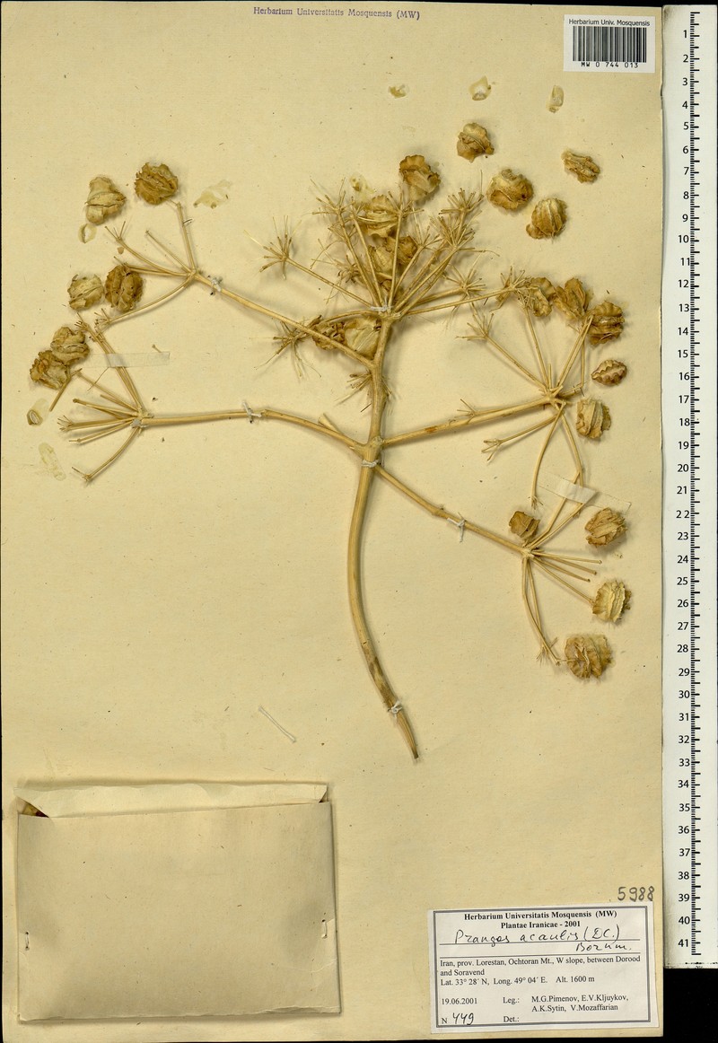 Prangos acaulis photo 5