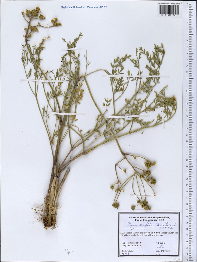 Prangos ammophila