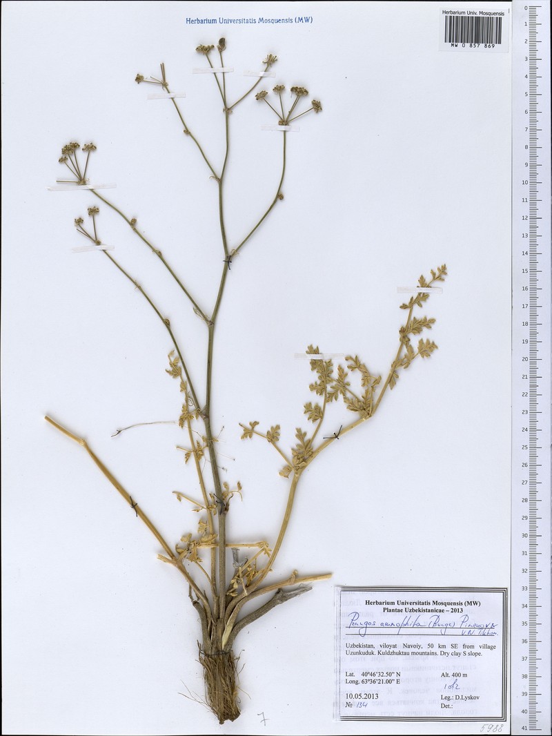 Prangos ammophila photo 2