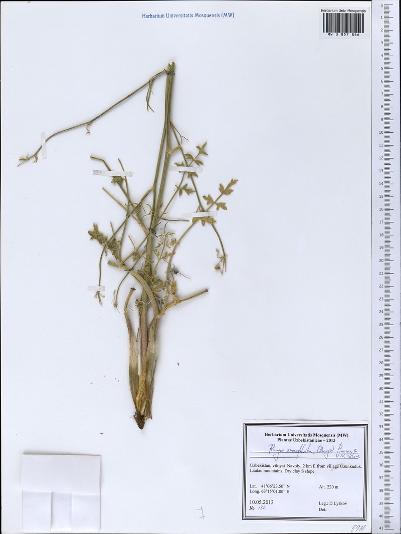 Prangos ammophila photo 3
