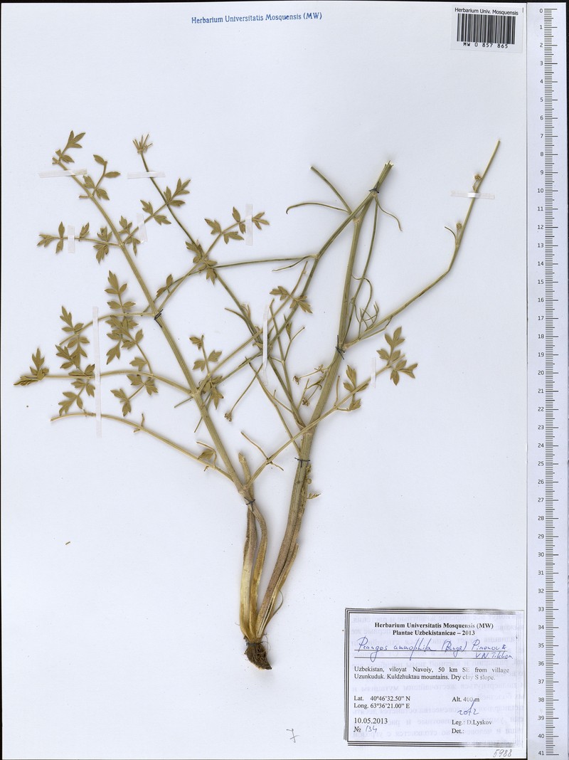 Prangos ammophila photo 4
