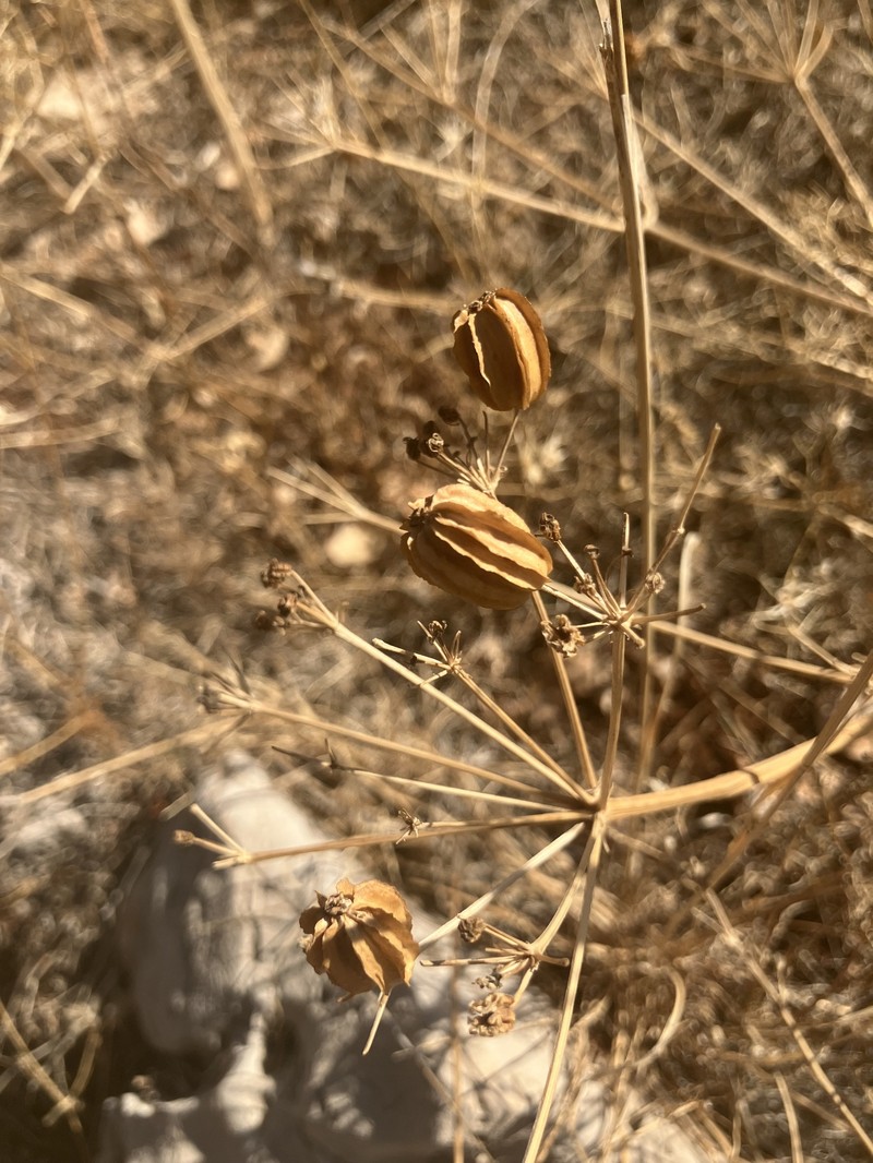 Prangos asperula photo 2
