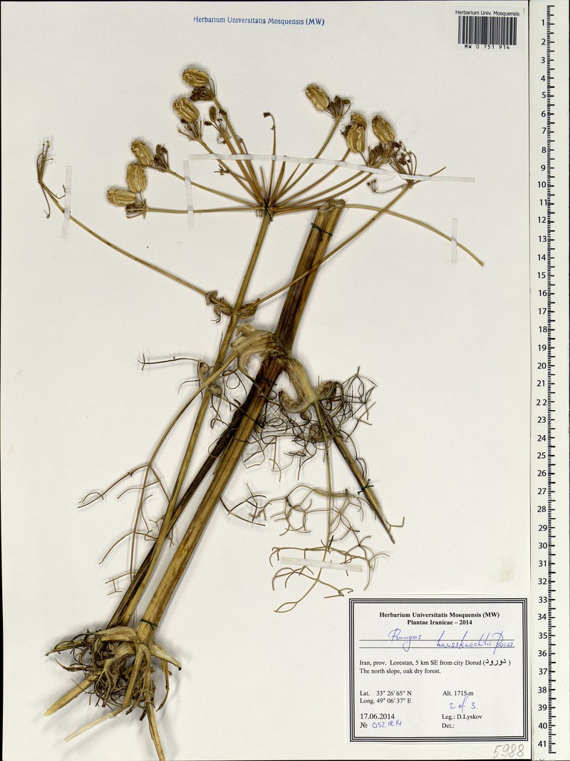 Prangos asperula subsp. haussknechtii