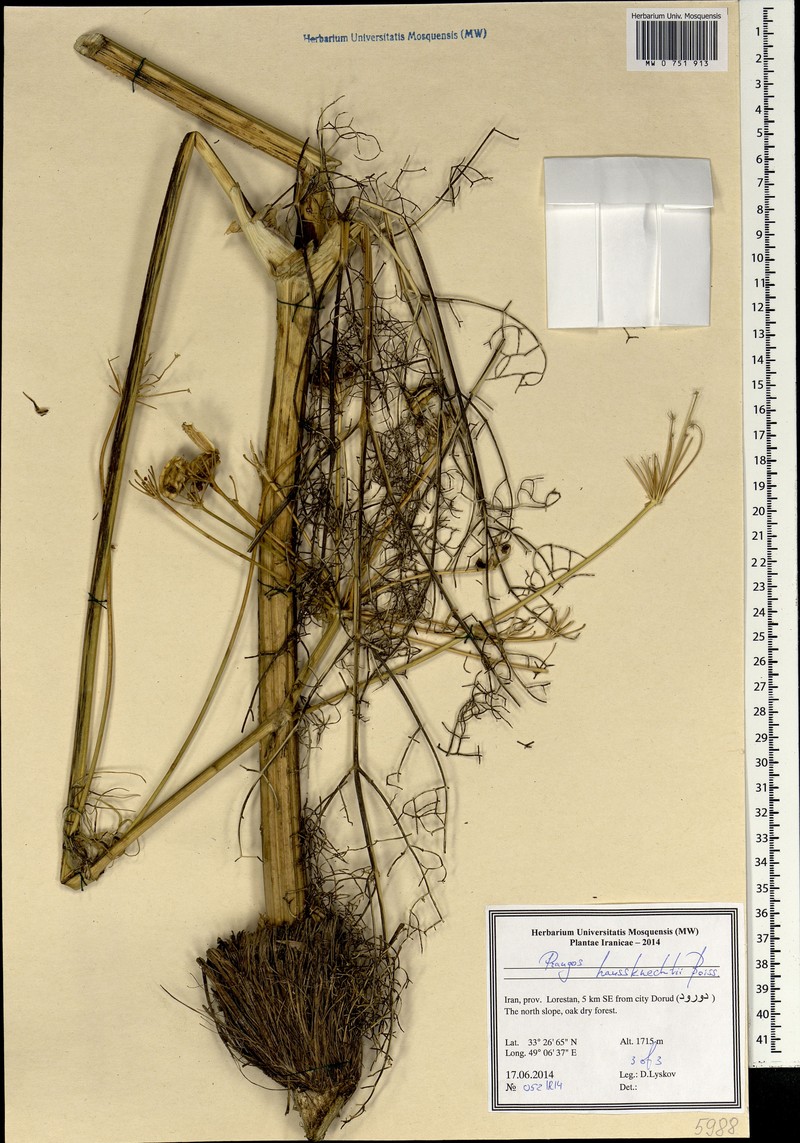 Prangos asperula subsp. haussknechtii photo 2