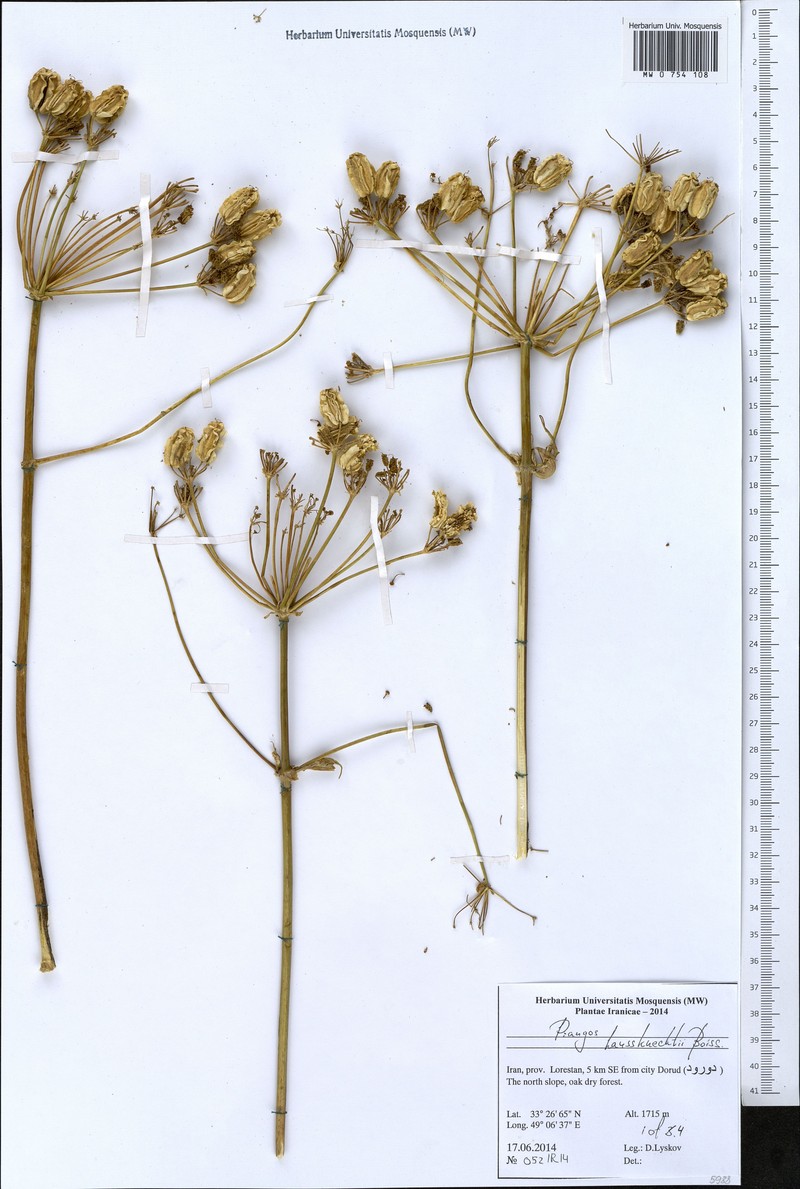 Prangos asperula subsp. haussknechtii photo 3