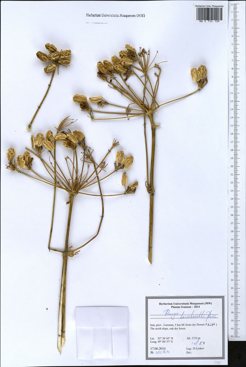 Prangos asperula subsp. haussknechtii photo 4