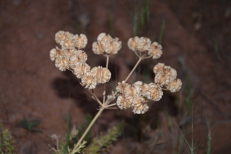 Prangos bucharica