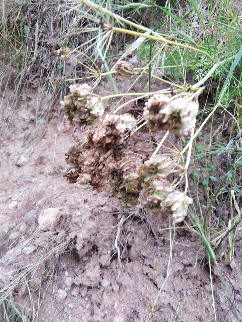 Prangos bucharica photo 2