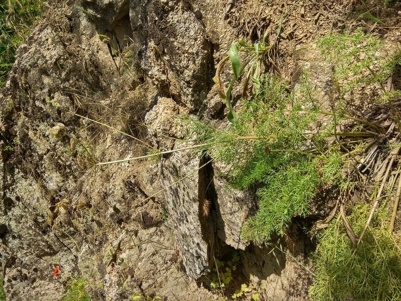 Prangos bucharica photo 3