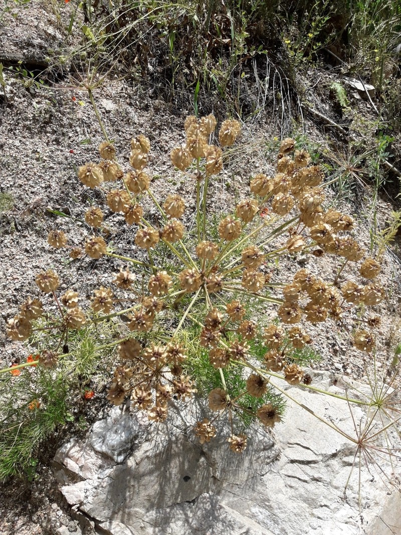 Prangos bucharica photo 7