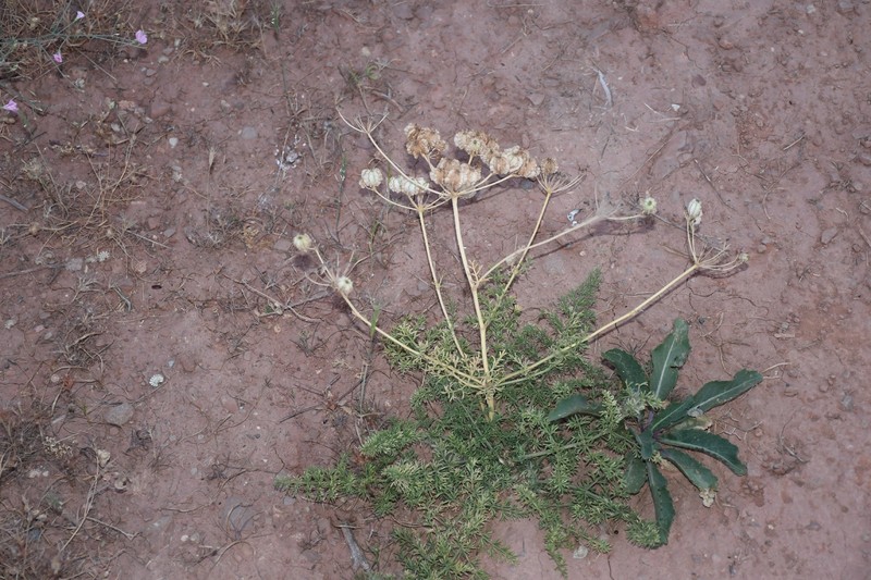Prangos bucharica photo 8