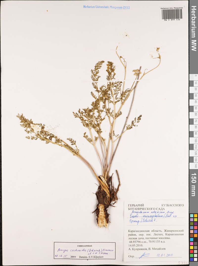 Prangos cachroides