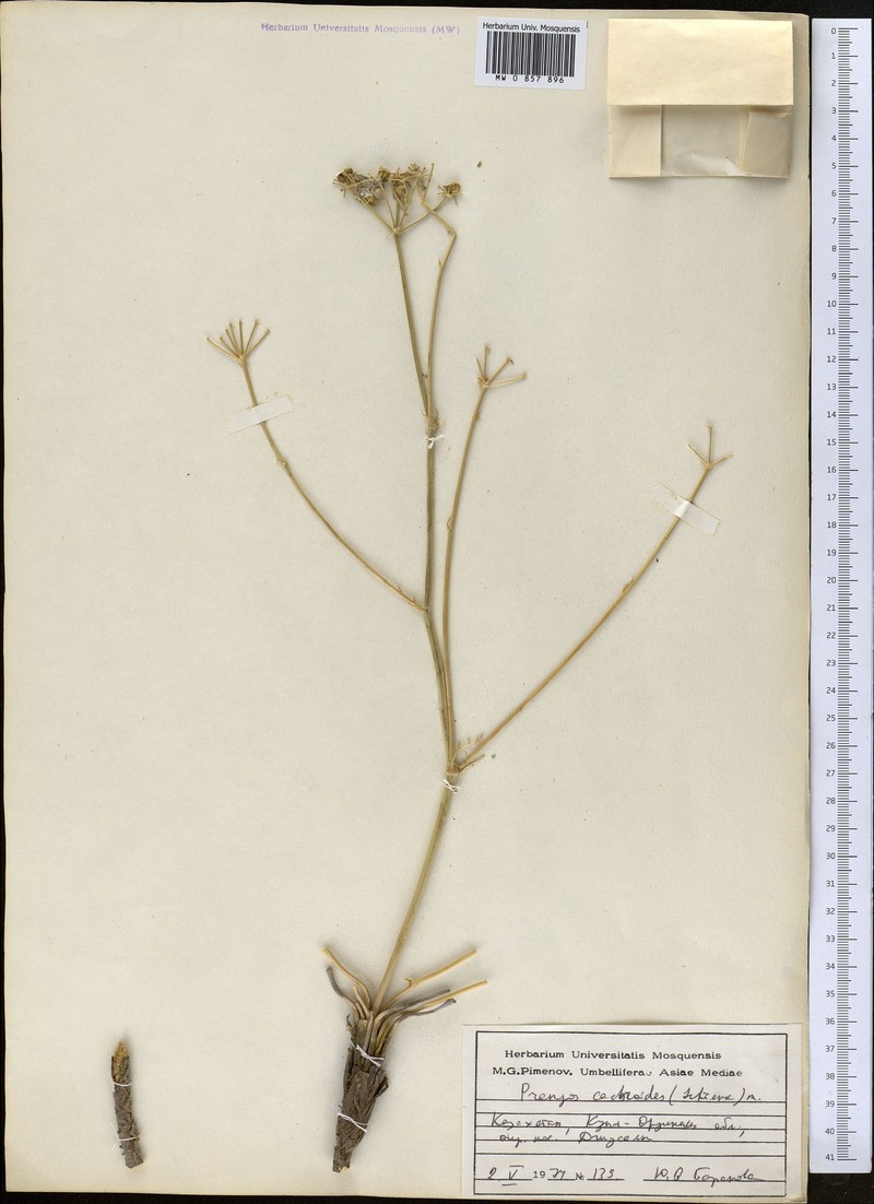 Prangos cachroides photo 2