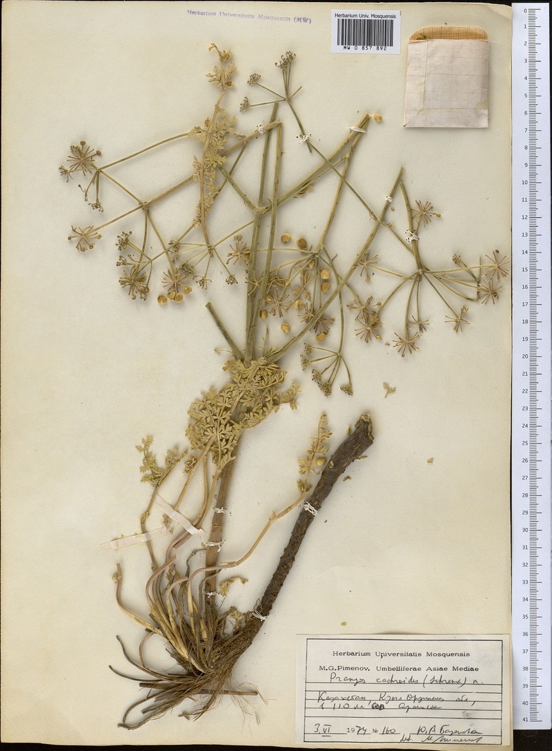 Prangos cachroides photo 3