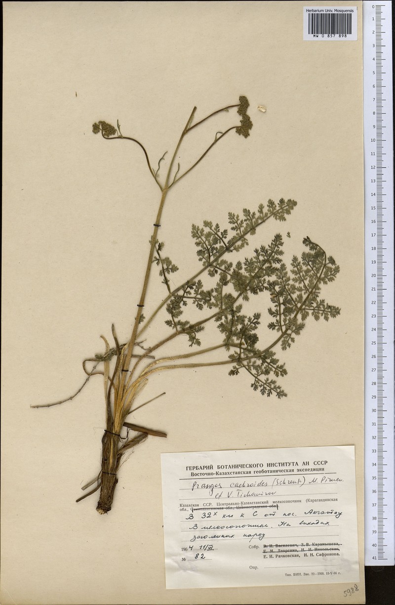 Prangos cachroides photo 4