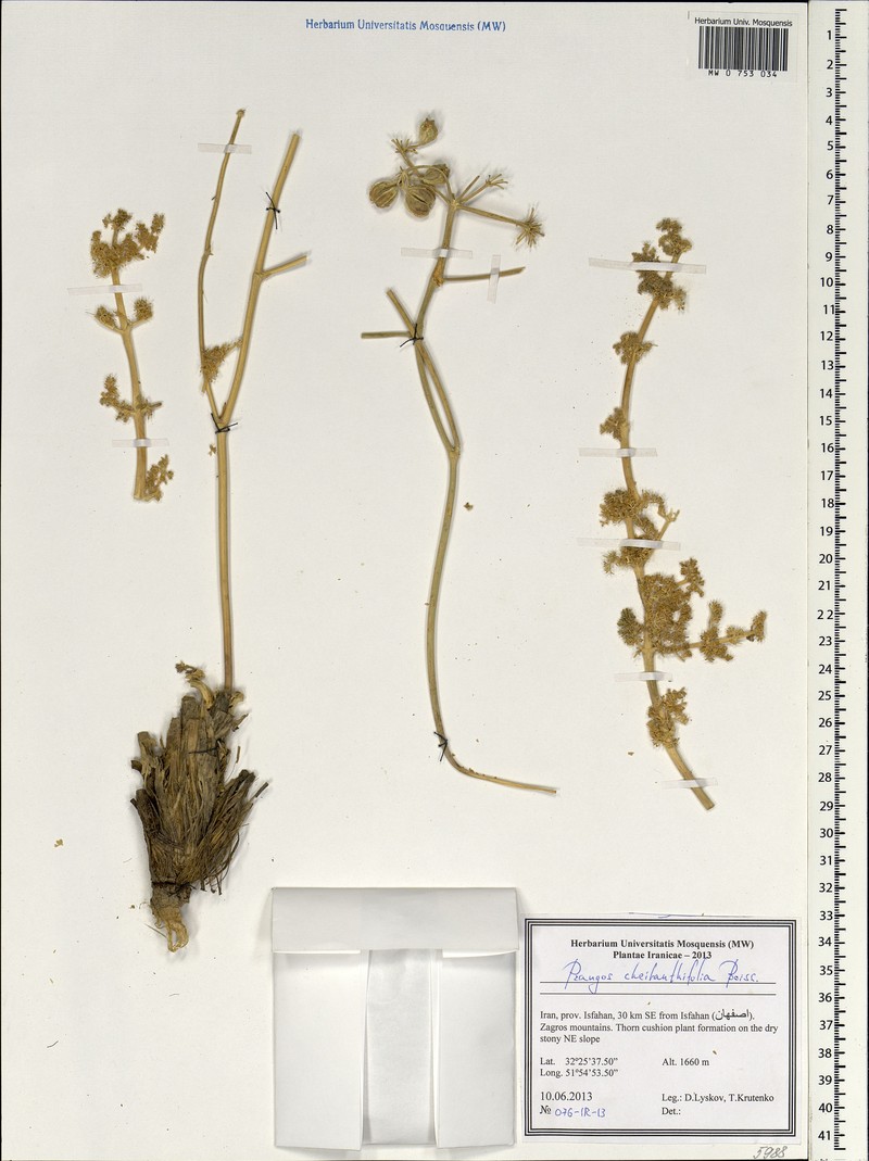 Prangos cheilanthifolia photo 2