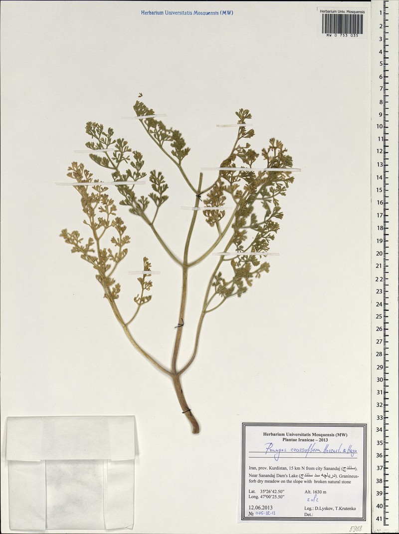 Prangos crossoptera
