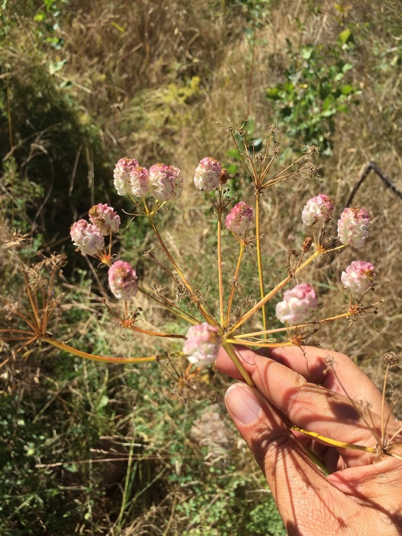 Prangos denticulata