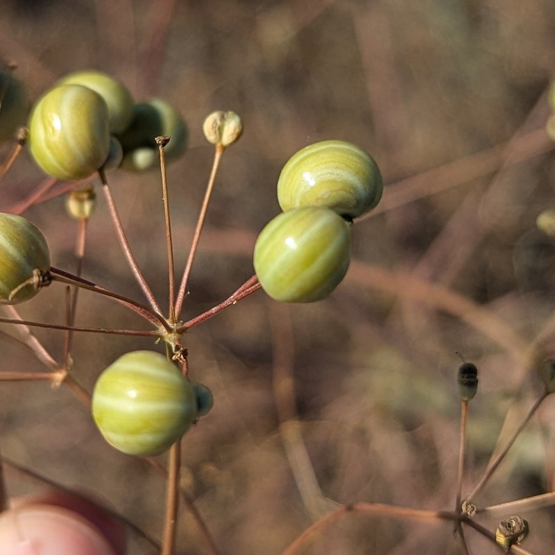 Prangos didyma photo 2