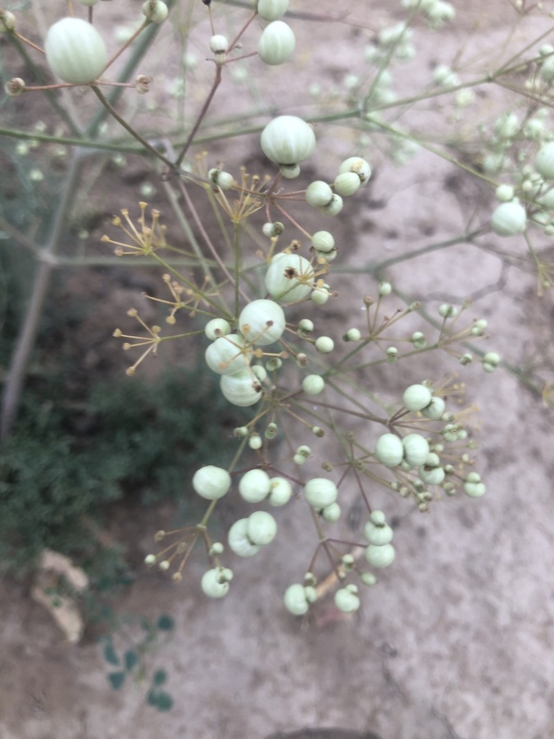 Prangos didyma photo 3