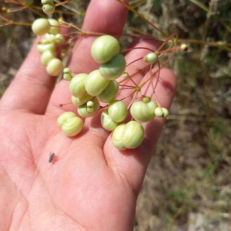 Prangos didyma photo 4
