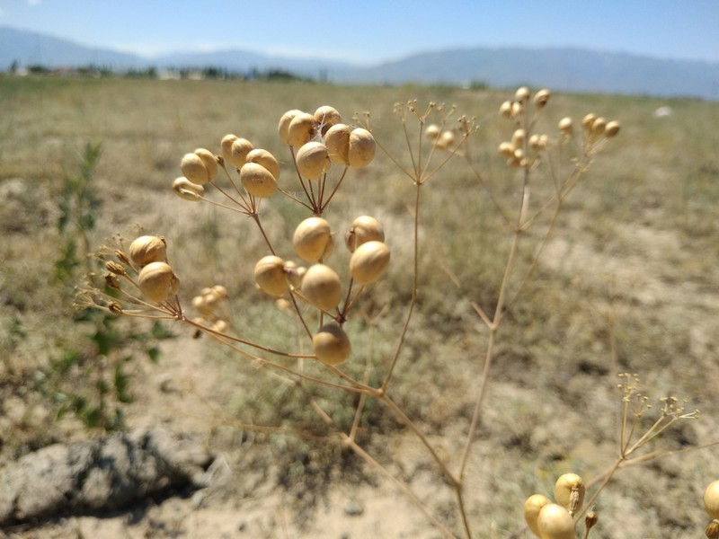 Prangos didyma photo 5