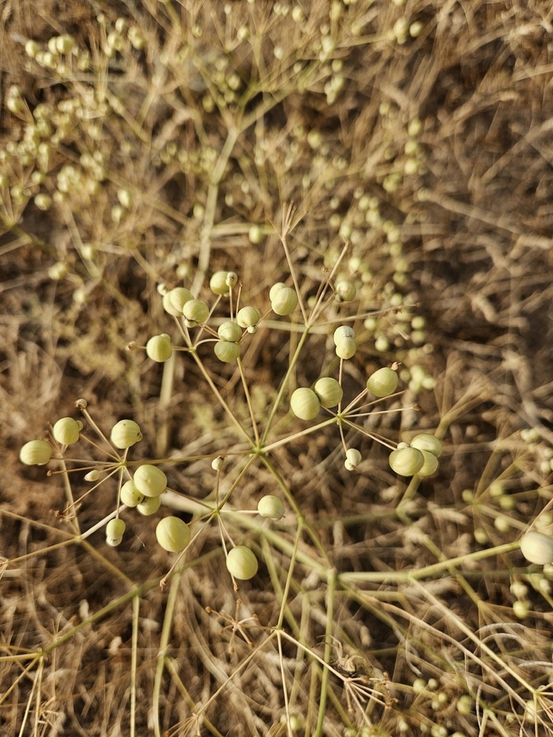 Prangos didyma photo 8