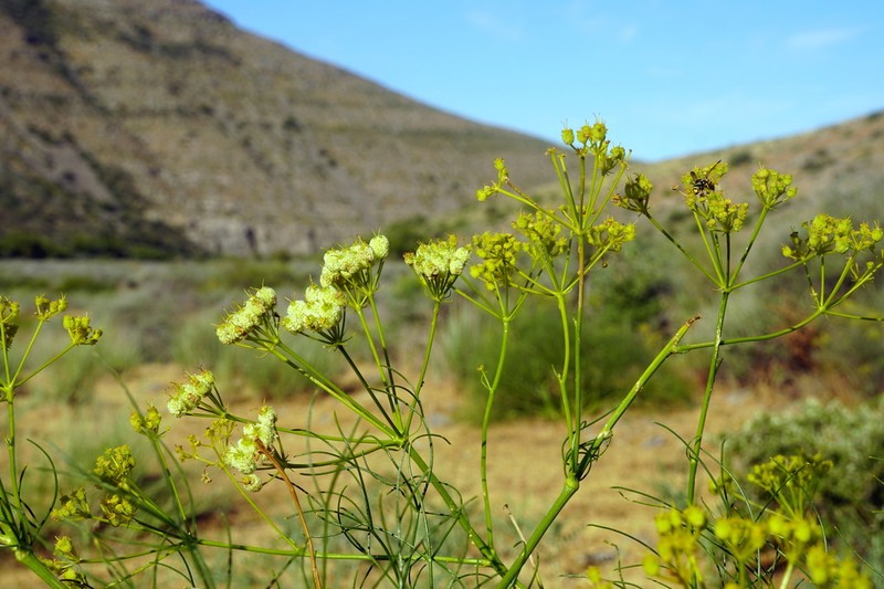 Prangos equisetoides photo 2