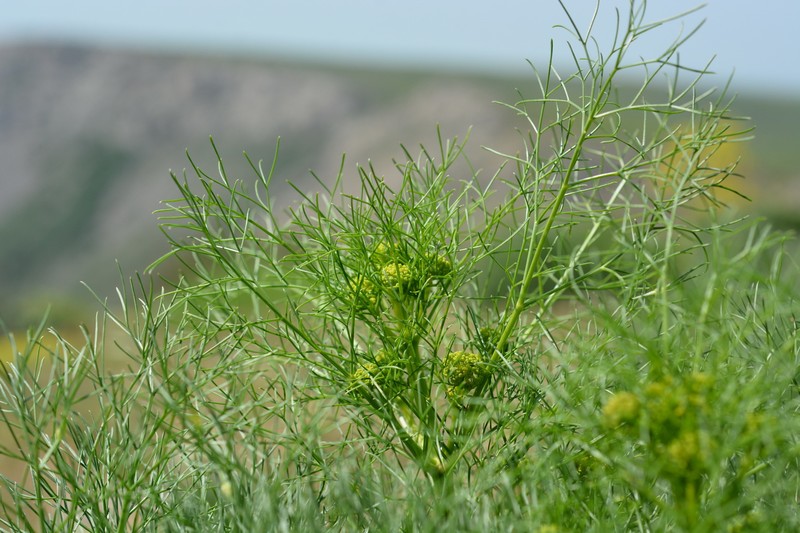Prangos equisetoides photo 4