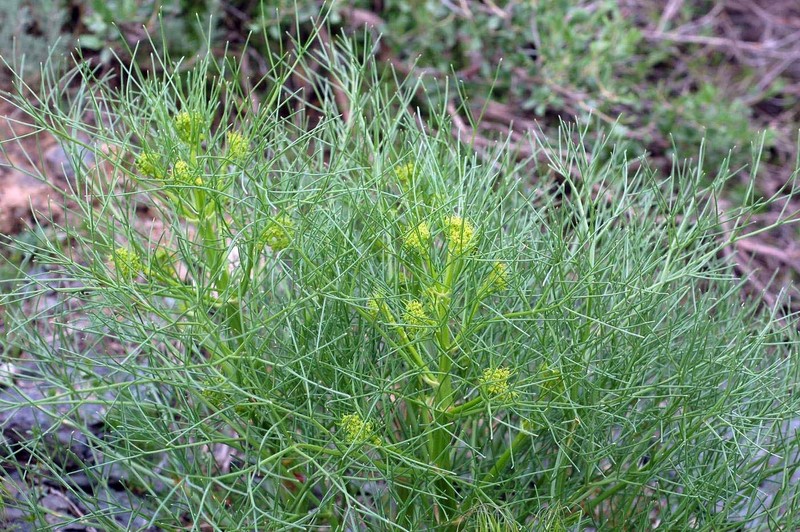 Prangos equisetoides photo 5