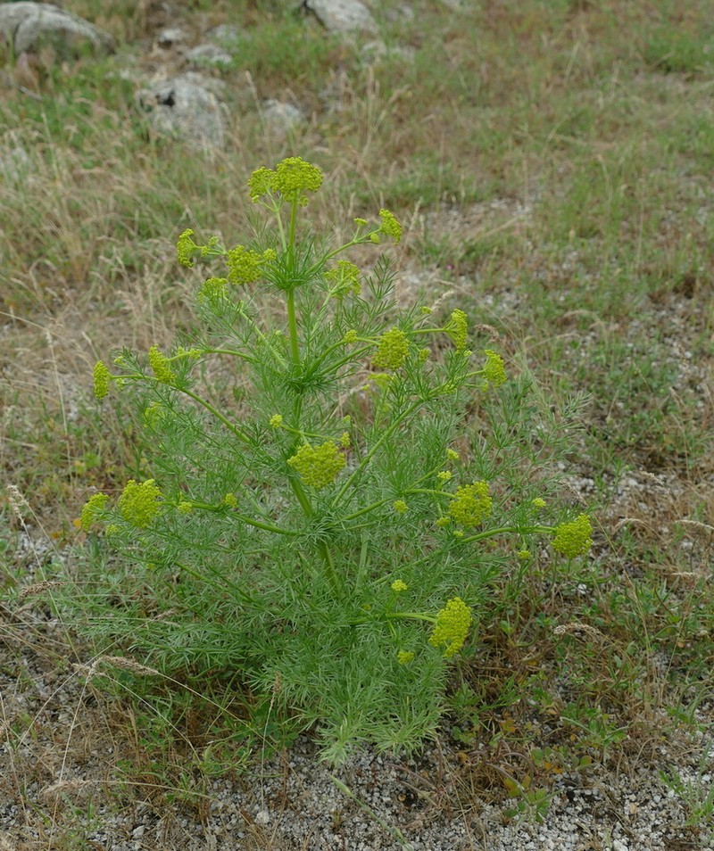 Prangos fedtschenkoi