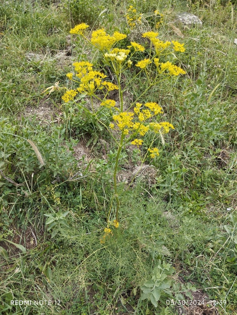 Prangos fedtschenkoi photo 2