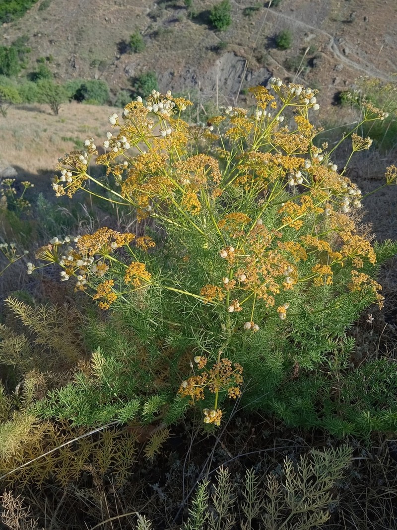 Prangos fedtschenkoi photo 3