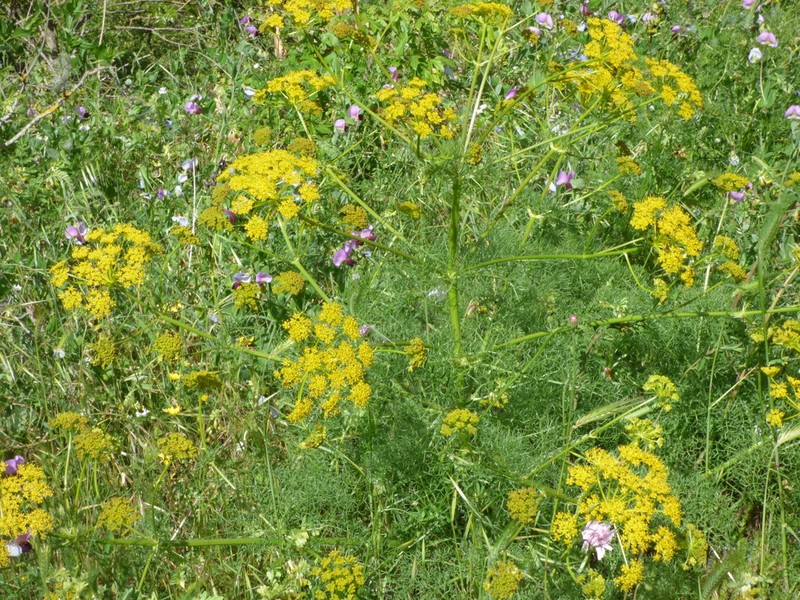 Prangos ferulacea photo 2