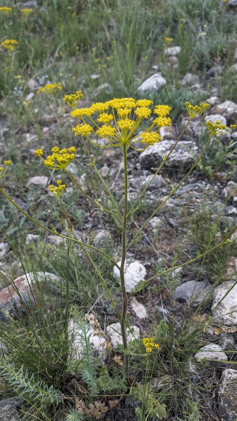 Prangos ferulacea photo 3