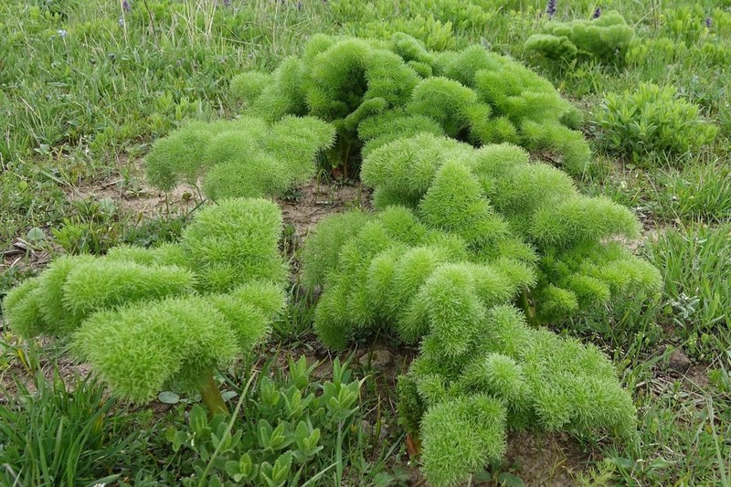 Prangos ferulacea photo 4