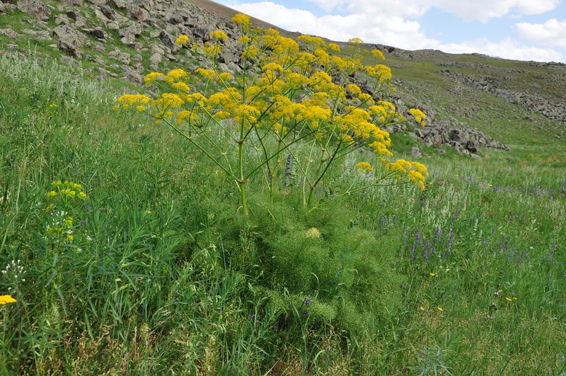 Prangos ferulacea photo 5