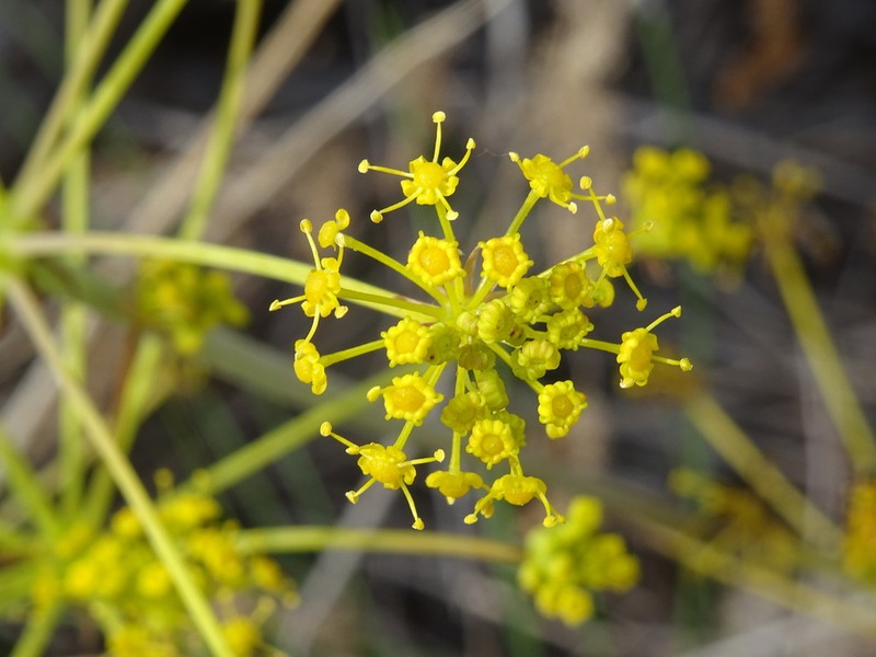 Prangos ferulacea photo 6