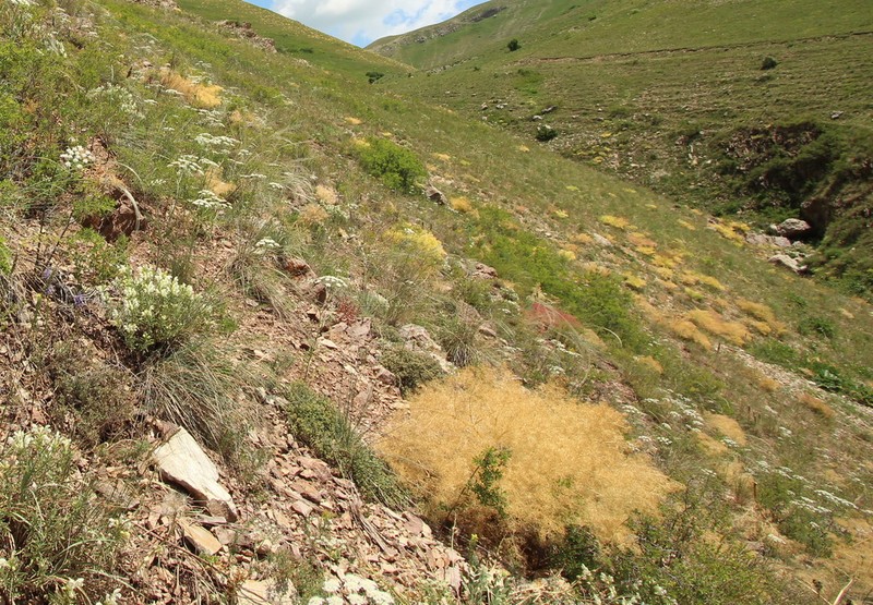 Prangos ferulacea photo 7
